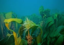 Snakelocks anemone on kelp.
Turbot Island, Connemara.
F... by Mark Thomas 